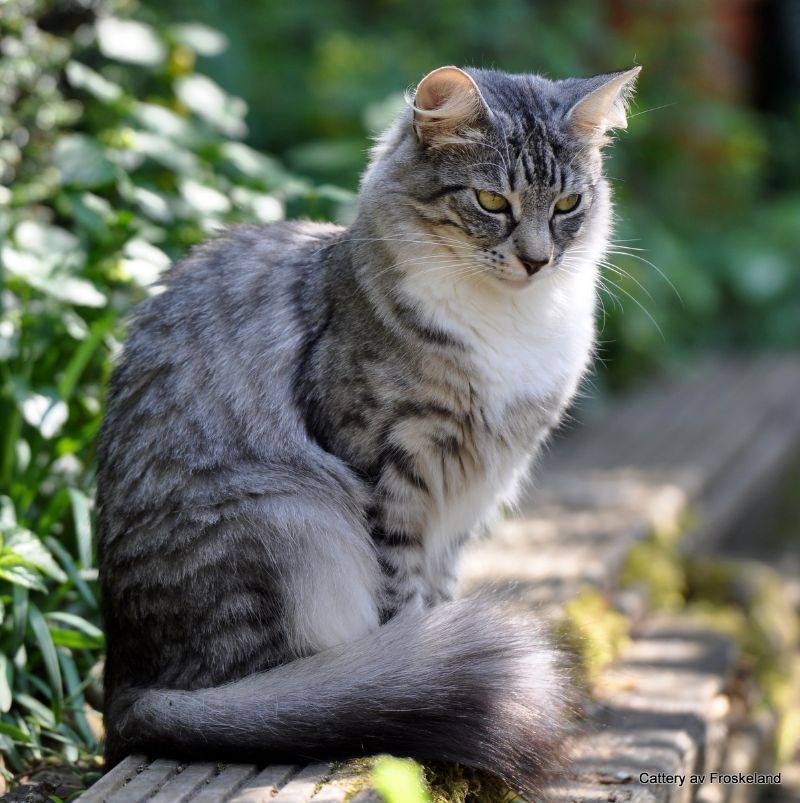 gray spotted tabby oriental